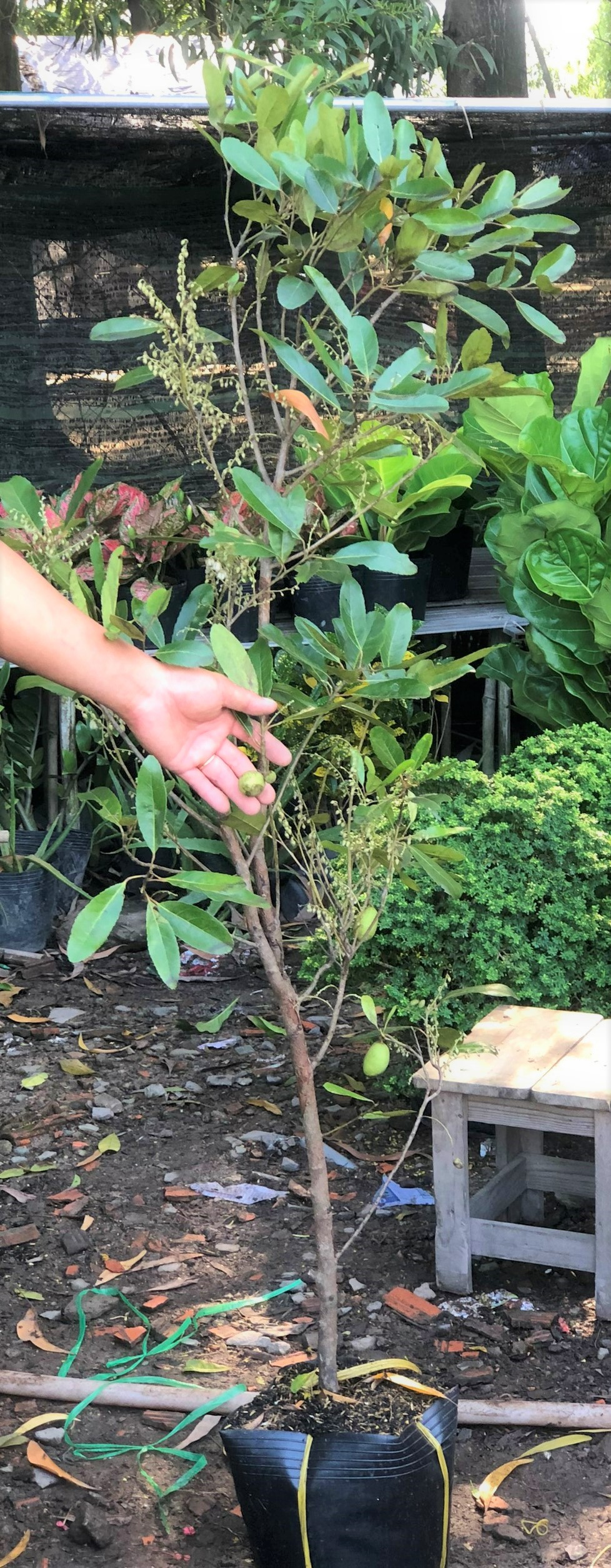 Chậu cây Cà Na cao 120 cm - 150 cm