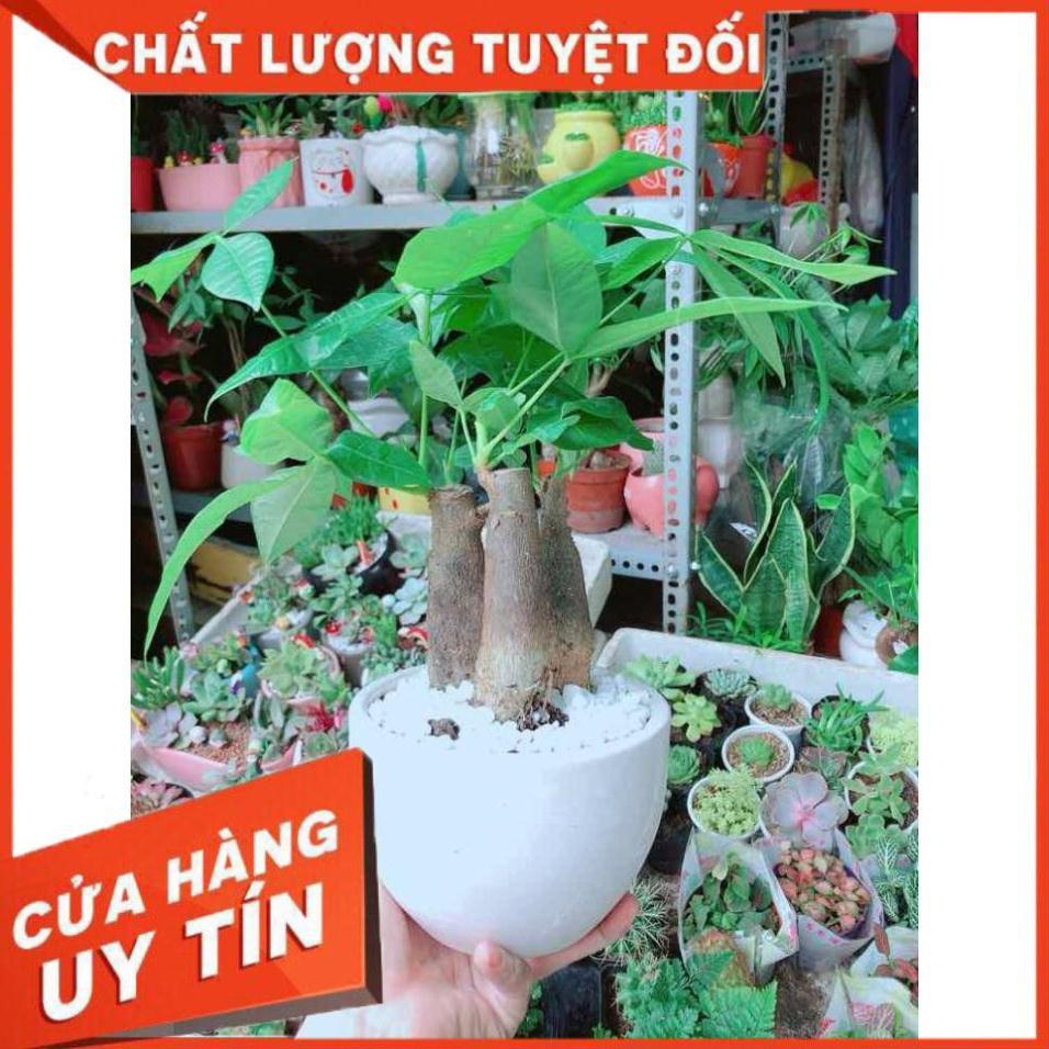 Chậu Kim Ngân 3 Thân Nhiều Người Mua