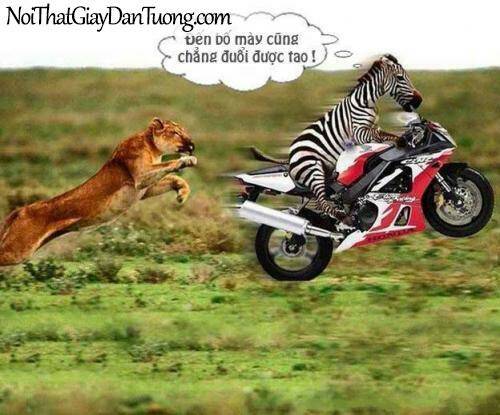 just troll chapter 6 21