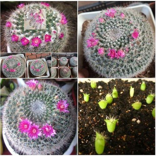 Hạt giống hoa xương rồng bánh sinh nhật - 1 gói 20 hạt