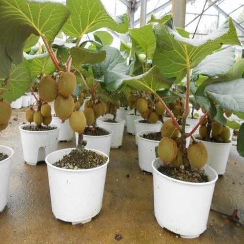 CÂY GIỐNG KIWI CHỊU NHIỆT RUỘT ĐỎ(CÂY KIWI ĐỎ) QUẢ SỚM - CGKWRV - CGKWRDQS