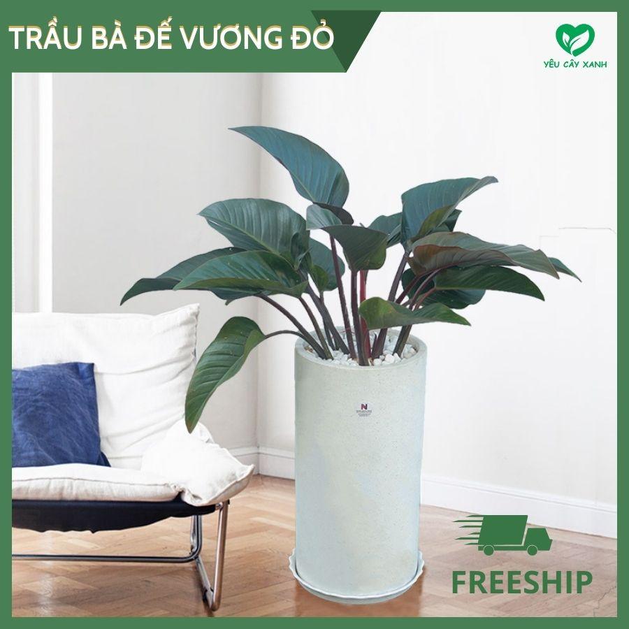 Cây Trầu Bà Đế Vương đỏ nội thất