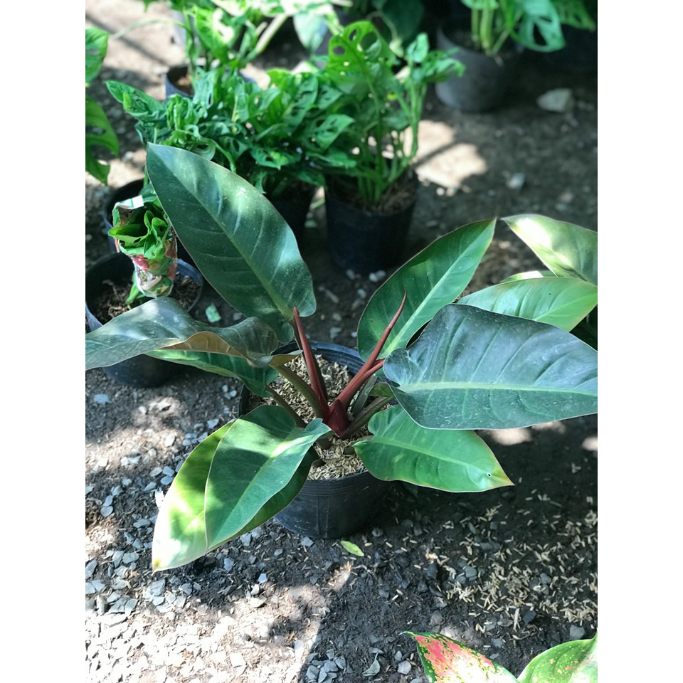 Trầu bà đế vương đỏ