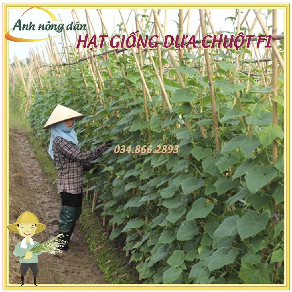 Gói 10g Hạt giống dưa leo chịu nhiệt, dưa chuột cao sản - dễ nảy mầm, chất lượng cao
