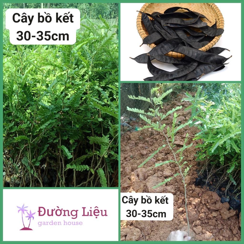 Combo 3 giống cây bồ kết, Cây cao 30-35cm