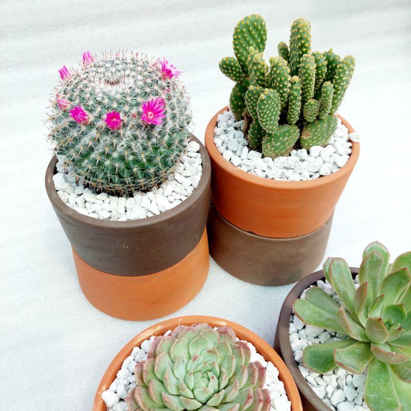 Chậu đất nung, chậu sen đá - Trụ 126, miệng chậu 12cm, chiều cao 6cm
