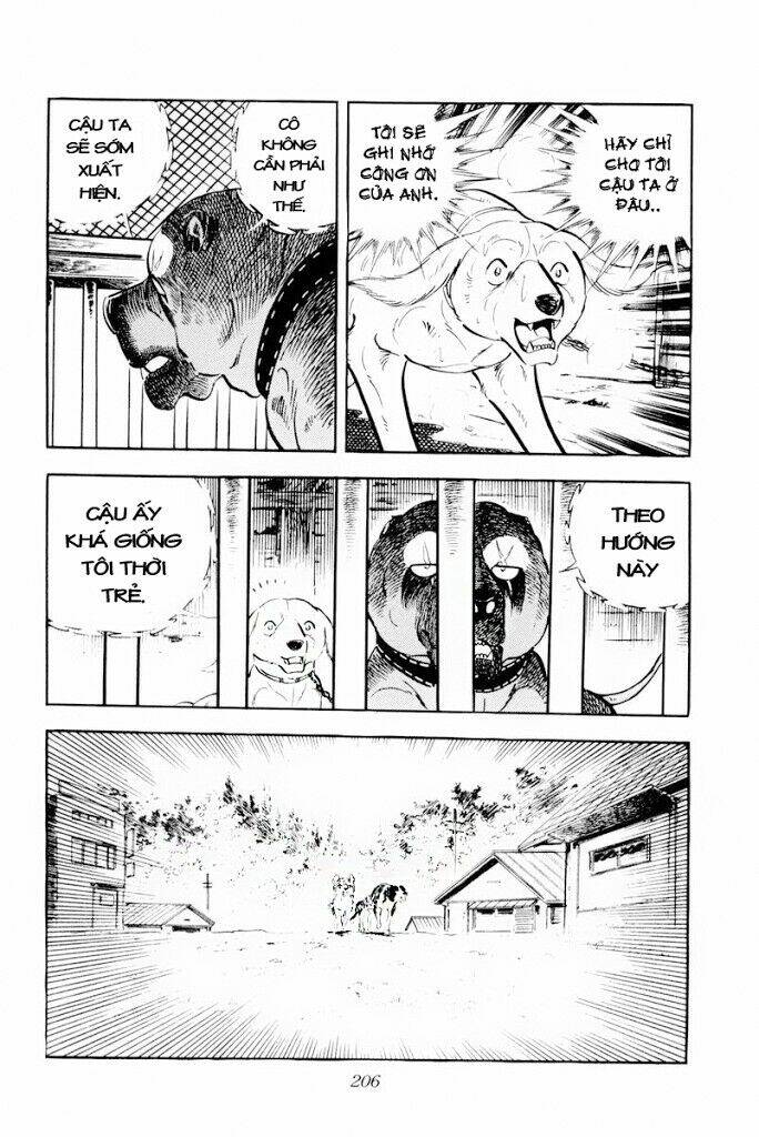 chú chó có nghĩa - ginga nagareboshi gin chapter 29 20