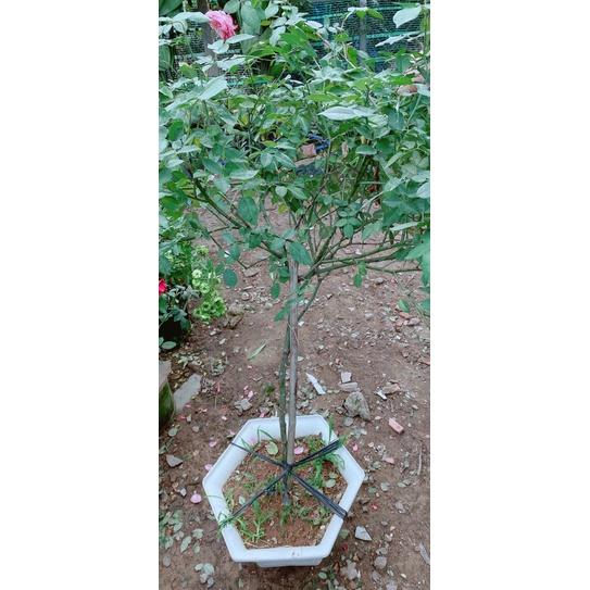 Hồng Cổ Sapa Cao 1m2