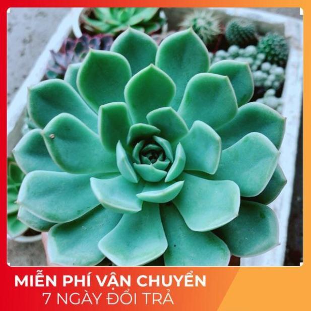 Sen Đá Xanh Cánh Cứng