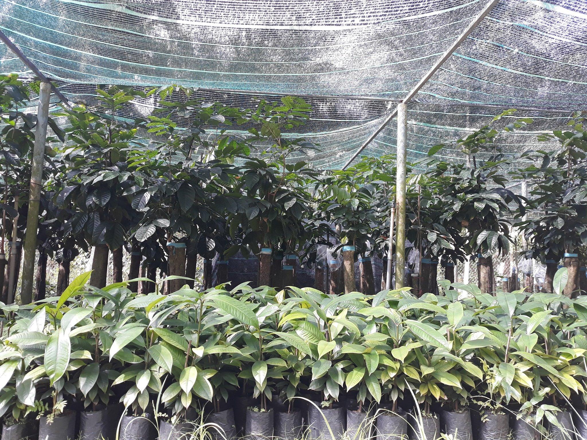 Cây măng cụt thái siêu sớm