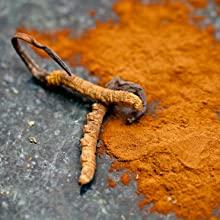 cordyceps