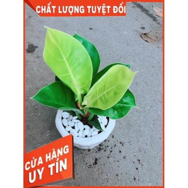 Chậu Cây Trầu Bà Đế Vương