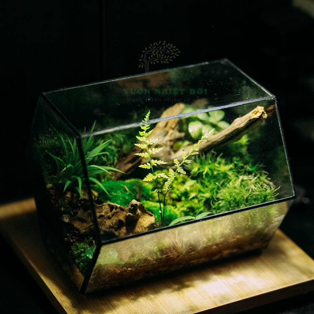 Bể Terrarium Đa Giác Setup Bán Cạn Để Bàn Làm Việc