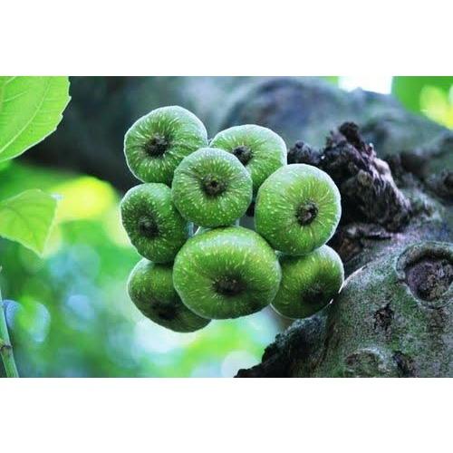 Cây Giống Vả Mật Xanh, Ngoã Mật