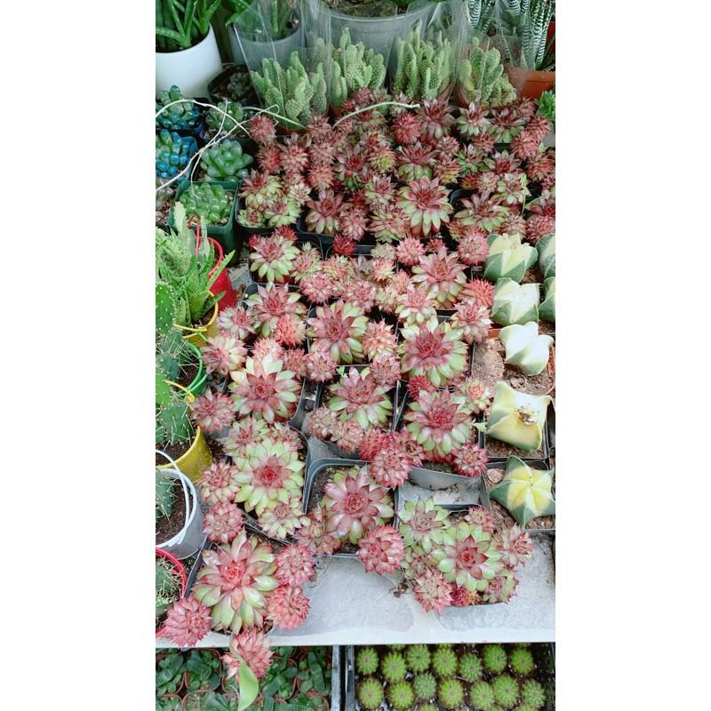 Sen Đá Phật Bà Đỏ