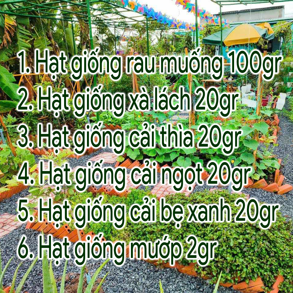 Combo Hạt Giống Rau 6 Loại: Hạt Giống Rau Muống 100gr, Hạt Giống Cải Ngọt 20gr, Hạt Giống Cải Xanh 20gr, Hạt Giống Xà Lách 20gr, Hạt Giống Cải Thìa 20gr, Hạt Giống Mướp 2gr