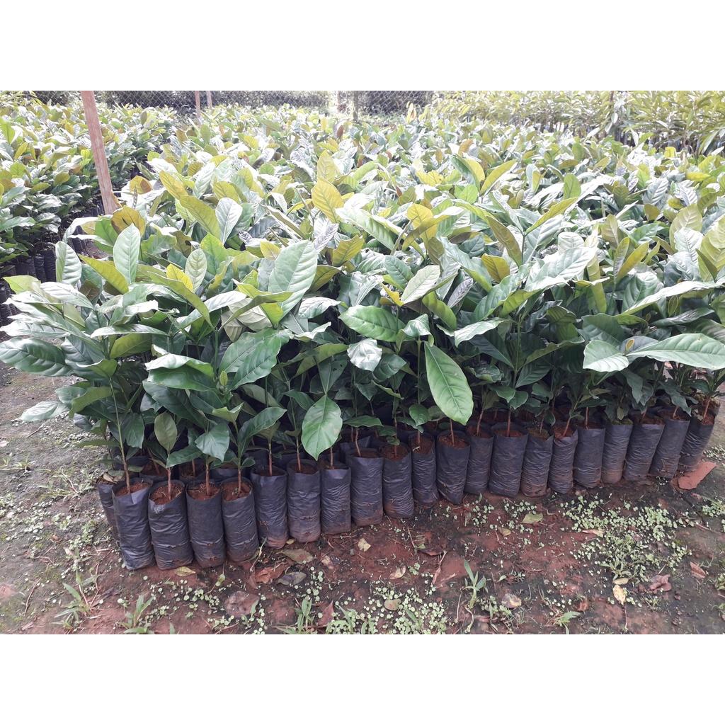 Cây giống Cà Phê Xanh Lùn ..