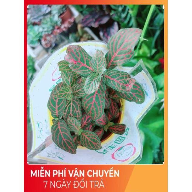 Cẩm Nhung