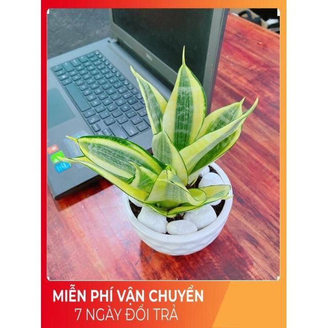 Chậu Lưỡi Hổ Thái Vàng