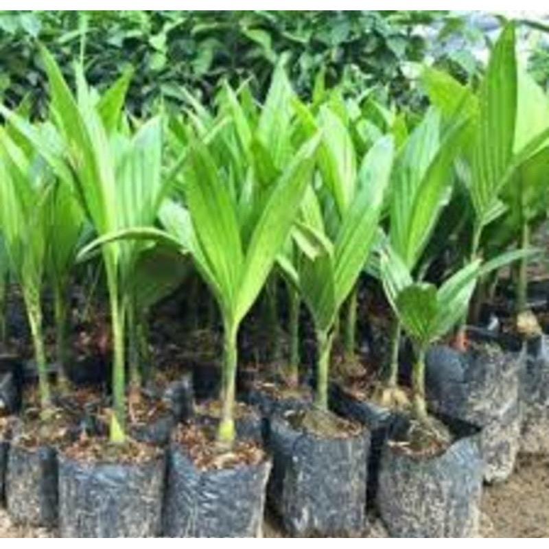 CÂY GIỐNG CÂU LÙN SIÊU QUẢ- CAM KÊT GIỐNG CHUẨN F1