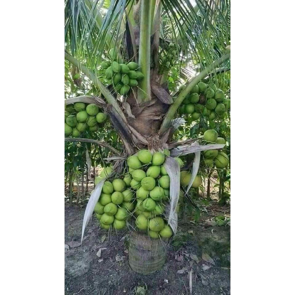 Cây giống dừa xiêm lùn
