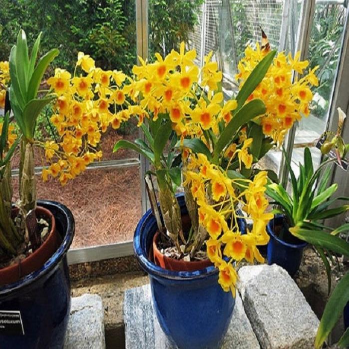 CHẬU LAN HOÀNG LẠP HÀNG THUẦN, HOA THƠM ĐẸP