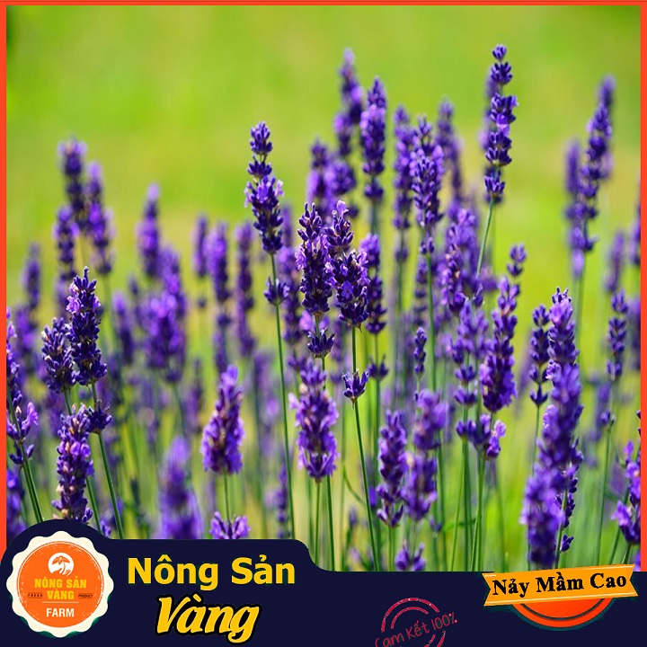 Hạt giống Hoa Oải Hương - Nông Sản Vàng