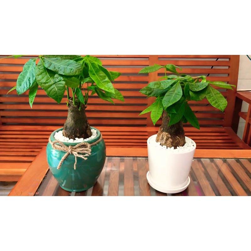 CÂY GIỐNG KIM NGÂN  *