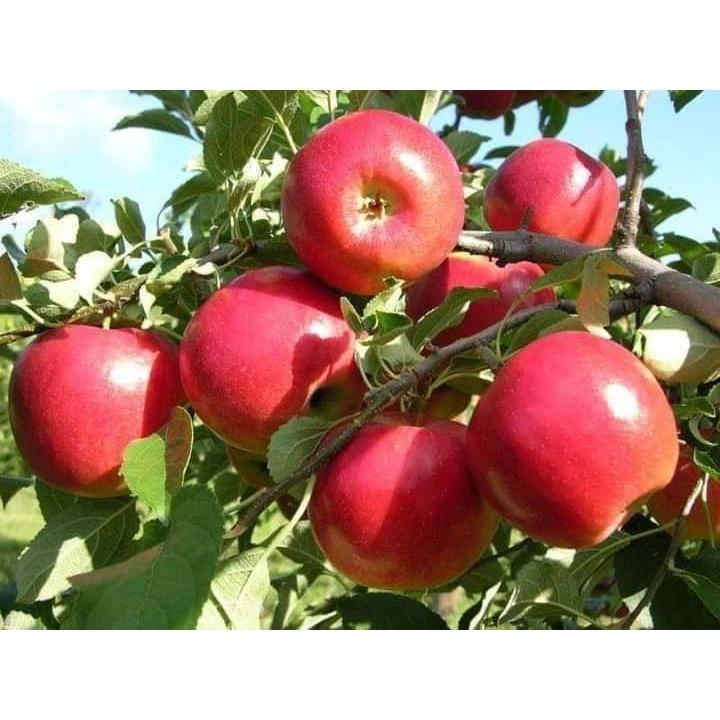 Giống Táo Đỏ Lùn chuẩn giống F1