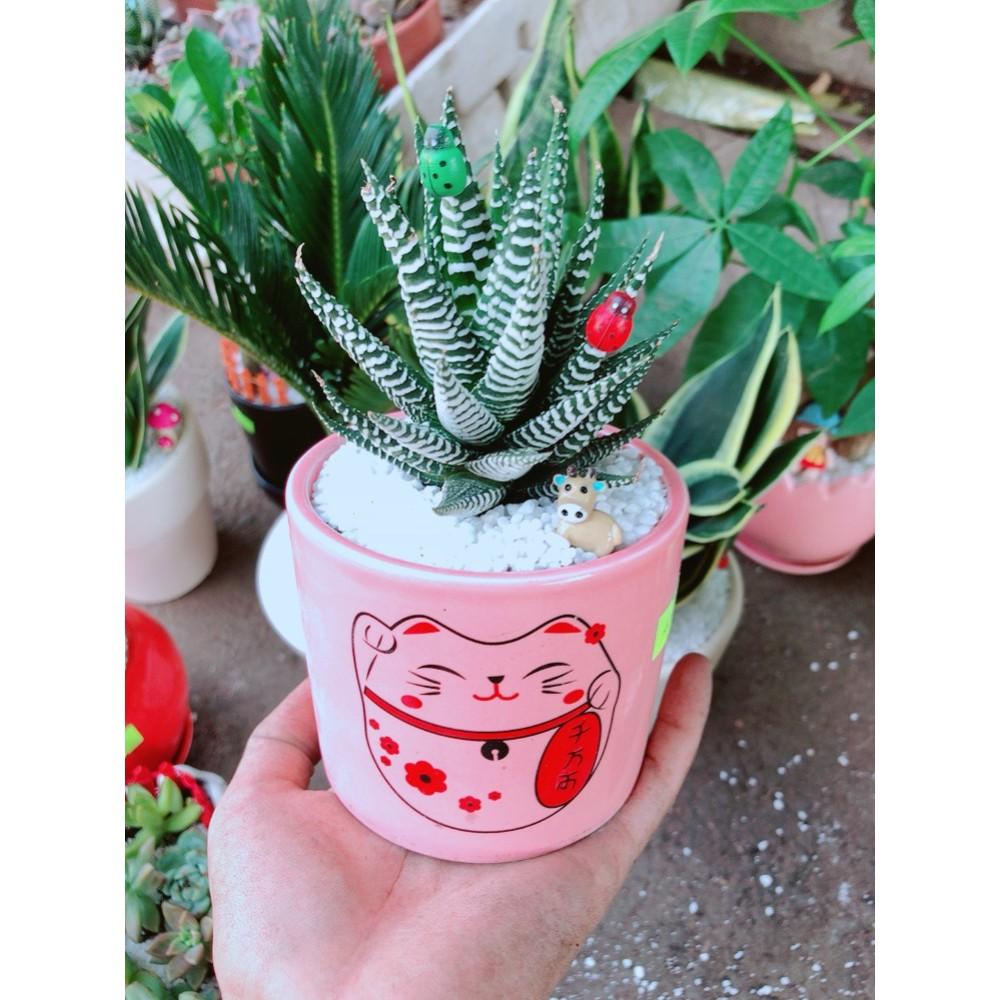 Chậu móng rồng tiểu cảnh