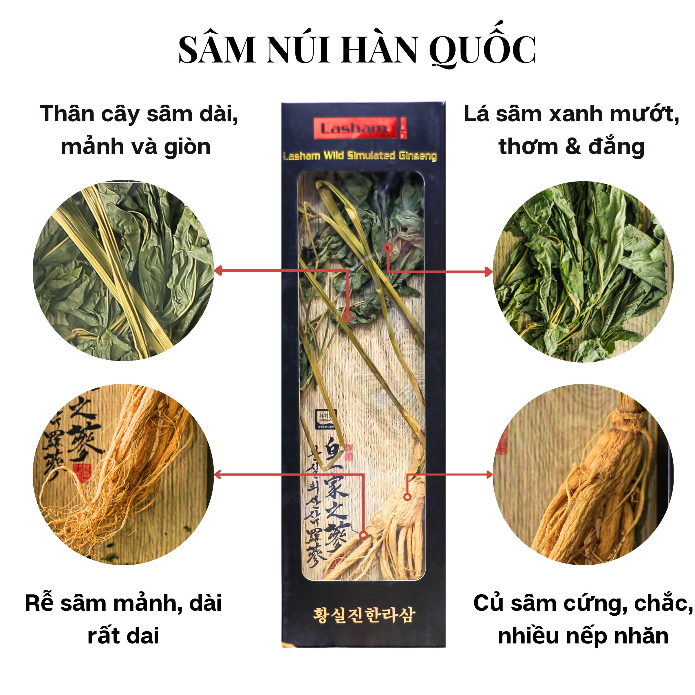 Hộp 5 Cây Sâm Núi Khô Nguyên Bản Lasham Hàn Quốc - 7 Năm Tuổi (lasham Dried Wild Simulated Ginseng -로얄 산삼 라삼)