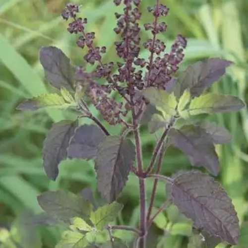 Hạt giống cây hương nhu tía ,rau gia vị, hạt giống tốt - 1 gói 0.2gram-ADX