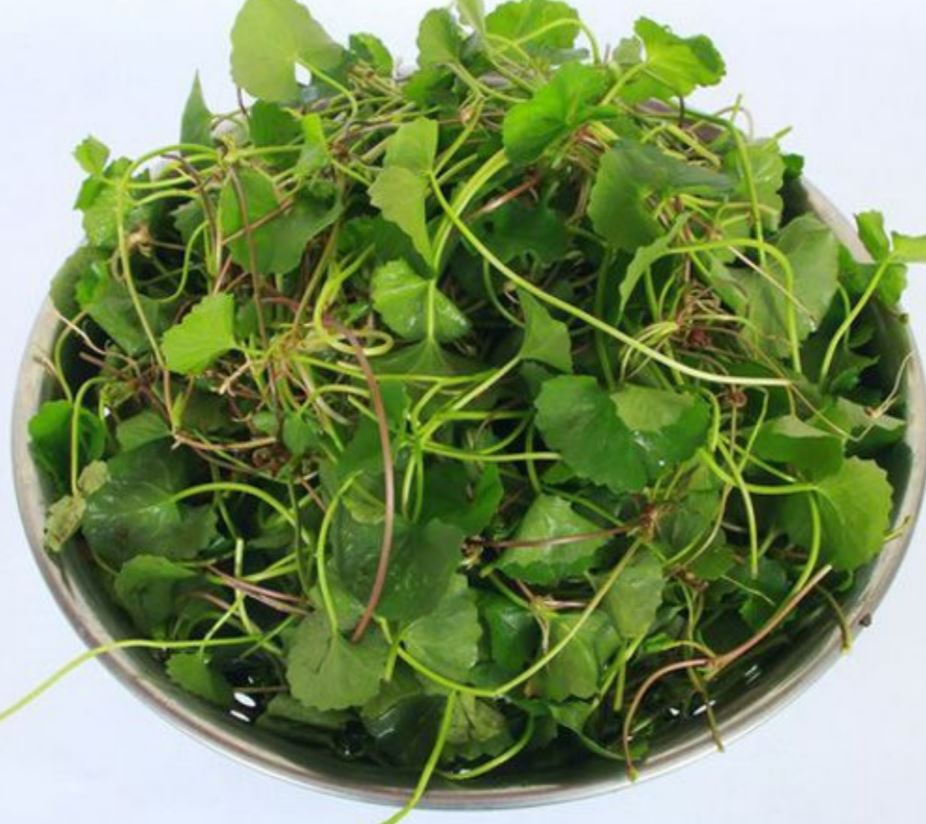 Rau má lá nhỏ  rd 05