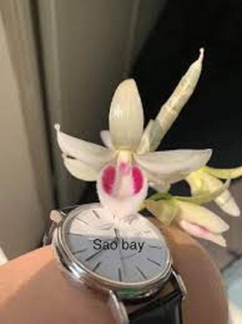 Phi điệp 5CT sao bay,phi điệp đột biến 5ct sao bay dòng phi điệp cấy mô