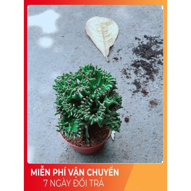 Xương Rồng Vạn Lý