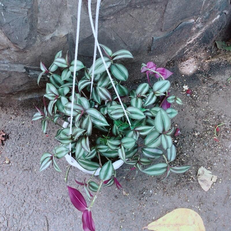 Chậu Cây Thài Lài