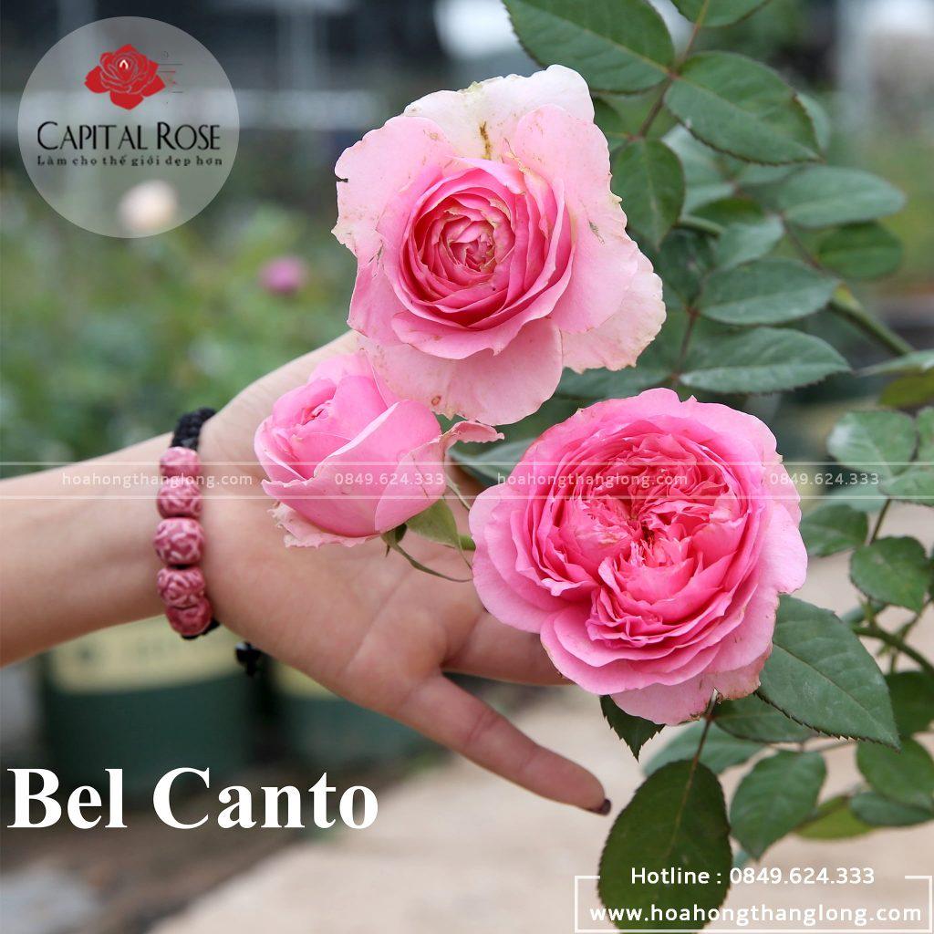 Hoa hồng ngoại Bel Canto hồng phấn bụi cực đẹp