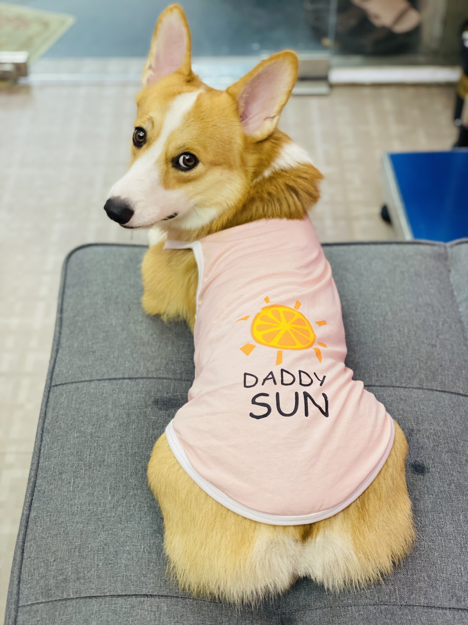 Hình ảnh ÁO DADDY SUN - ÁO CHO CHÓ MÈO - ÁO CHO THÚ CƯNG