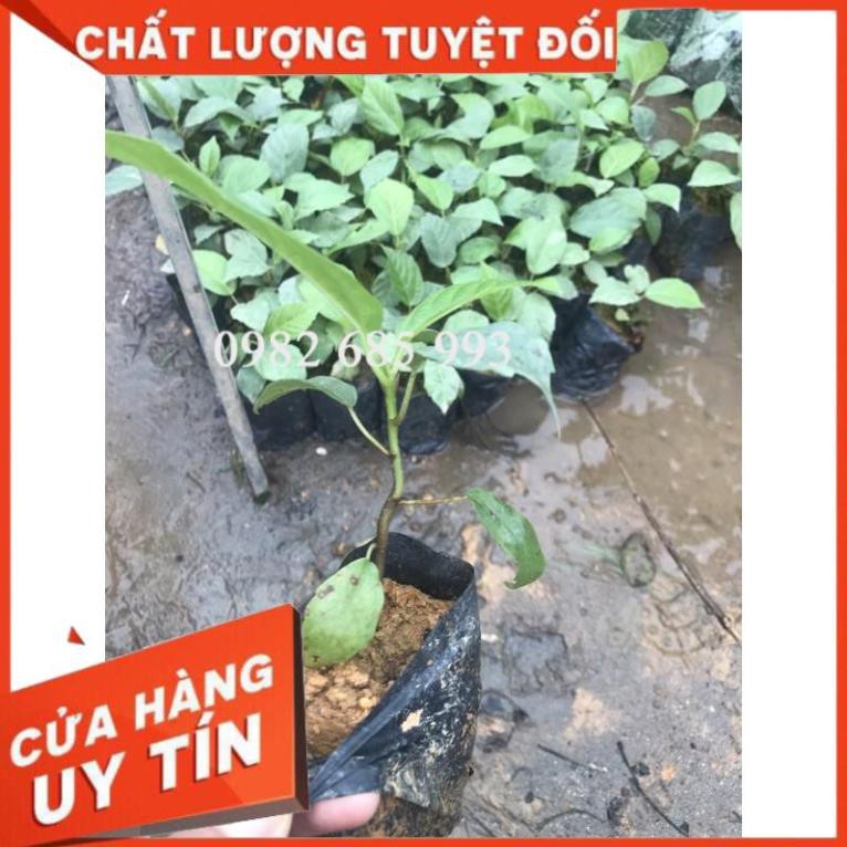 Cây Giống Chuẩn Cây Vả Mật