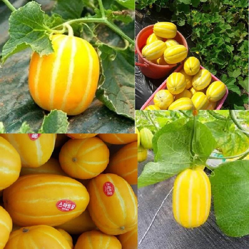 Hạt giống dưa lê Hàn quốc lai f1 Rado, đóng gói 5 hạt