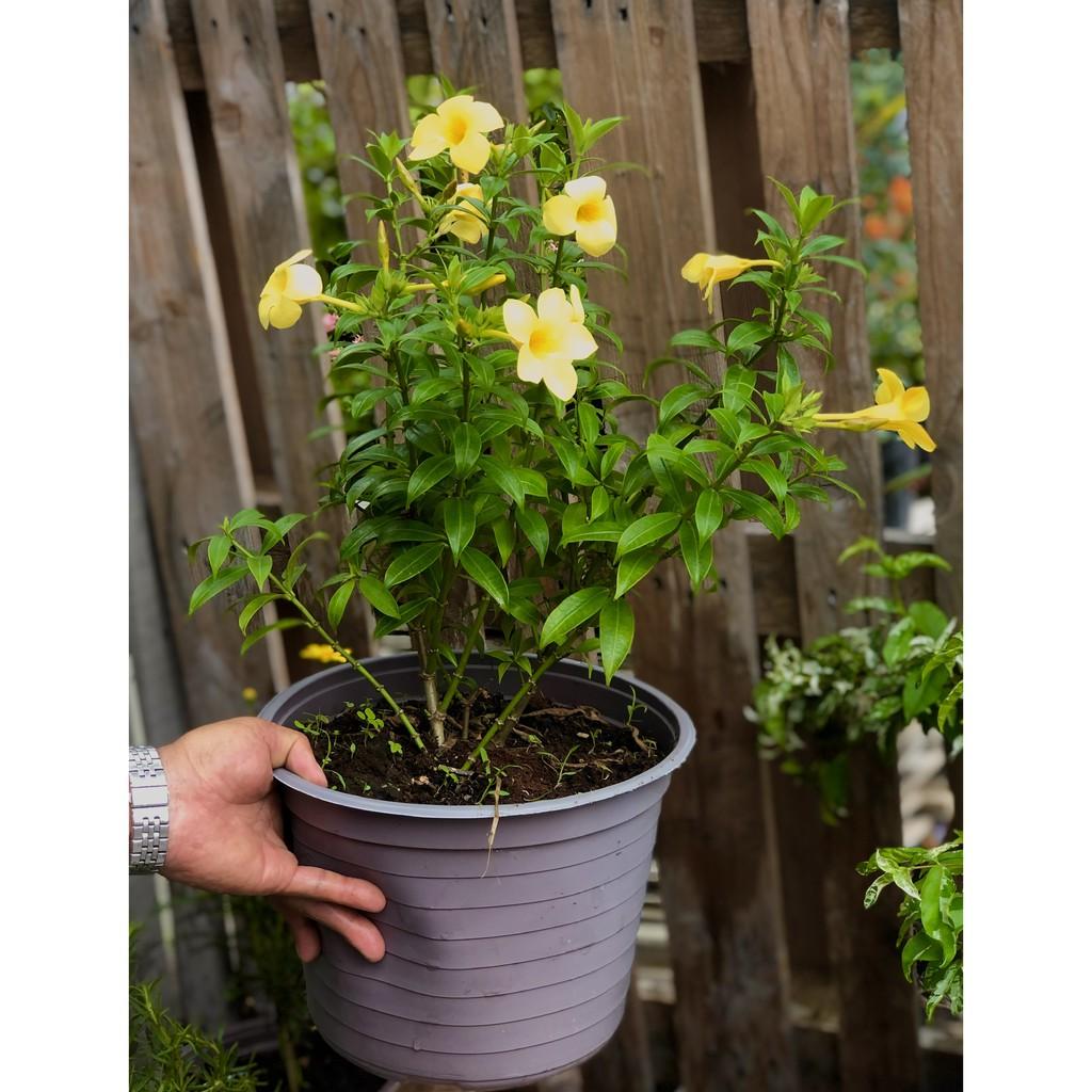 Cây Huỳnh Đệ hoa vàng lá nhỏ