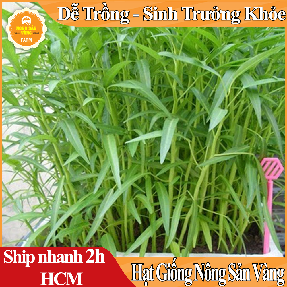 Hạt giống Rau Mầm Rau Muống Dễ Trồng Dễ Chăm Sóc, Công Dụng Thanh Nhiệt Rất Tốt Cho Sức Khỏe - Nông Sản Vàng
