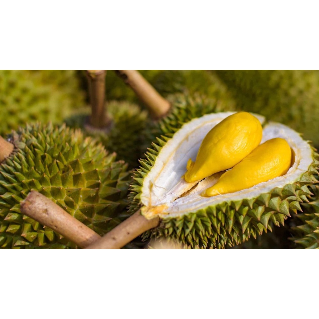 Ây Giống Sầu Riêng Ri6 Da Xanh Cơm Vàng Hạt Lép