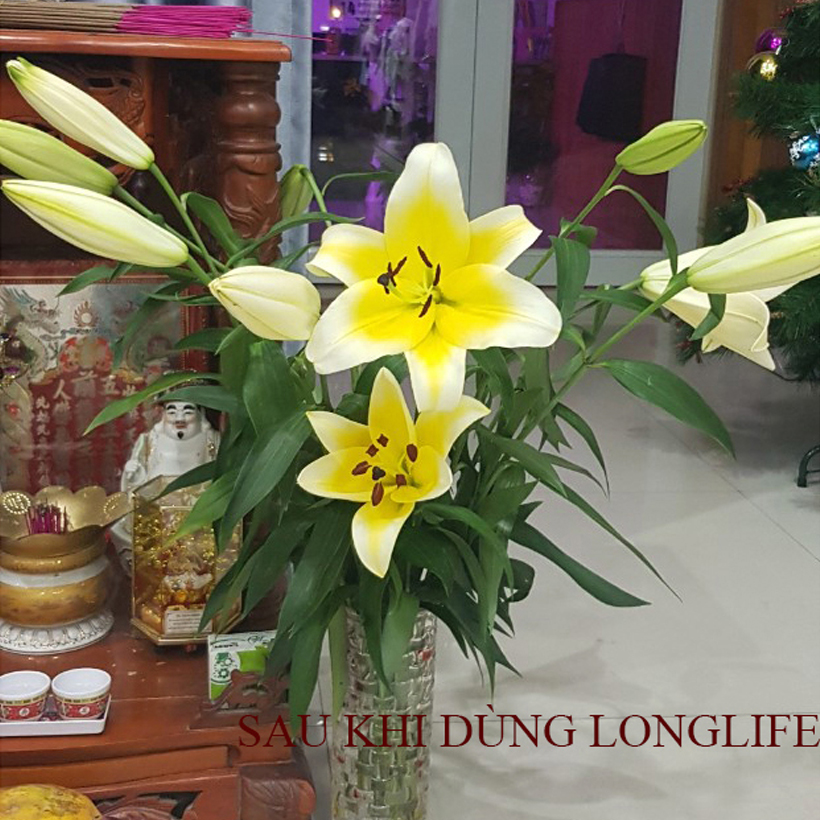 Chăm sóc hoa lâu tàn bằng bột dưỡng cho hoa cắt cành nhập khẩu Israel giữ hoa lâu tàn gấp 2 lần bình thường và 14 ngày không thay nước mới