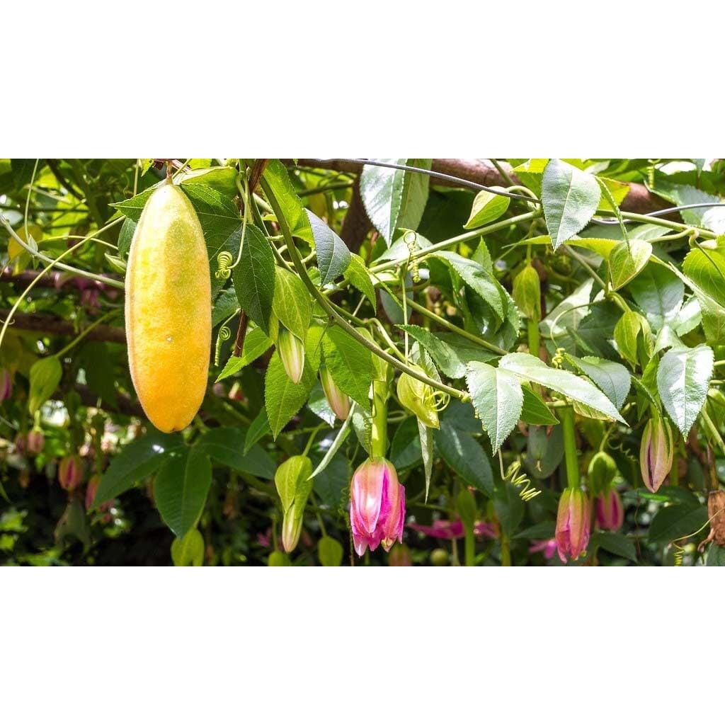 CÂY GIỐNG CHANH LEO CHUỐI NAM MỸ.