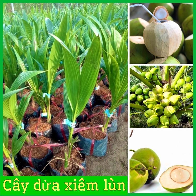 Cây giống dừa xiêm lùn Bến Tre siêu trái nước ngọt 2 năm ra quả