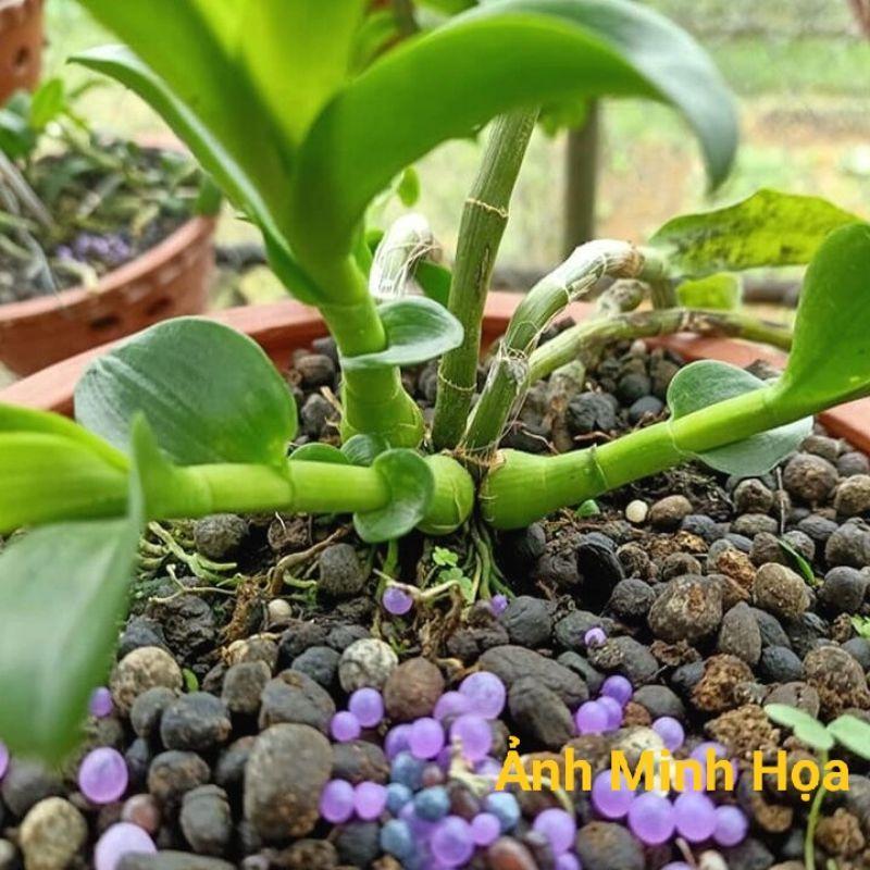 Phân NPK 20-20-15+TE+BO USA Cao Cấp Chuyên Hoa Màu Cây Cảnh