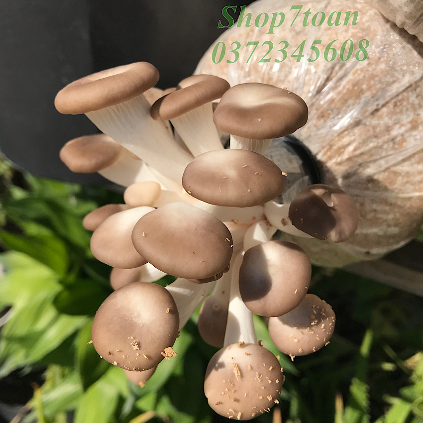Combo 5 phôi nấm bào ngư từ trại giống