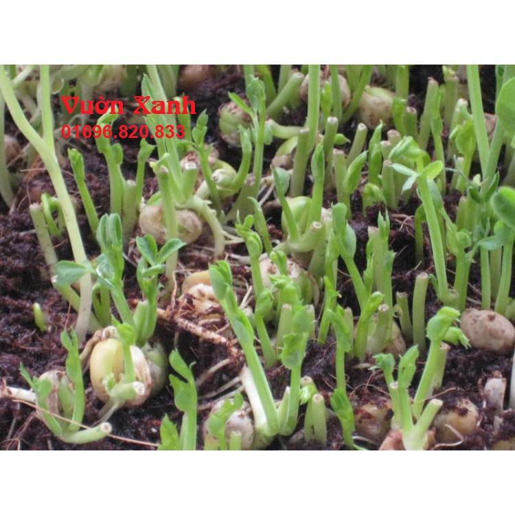 Hạt rau mầm đậu Hà Lan vitamin cho làn da bạn 50gr/ gói
