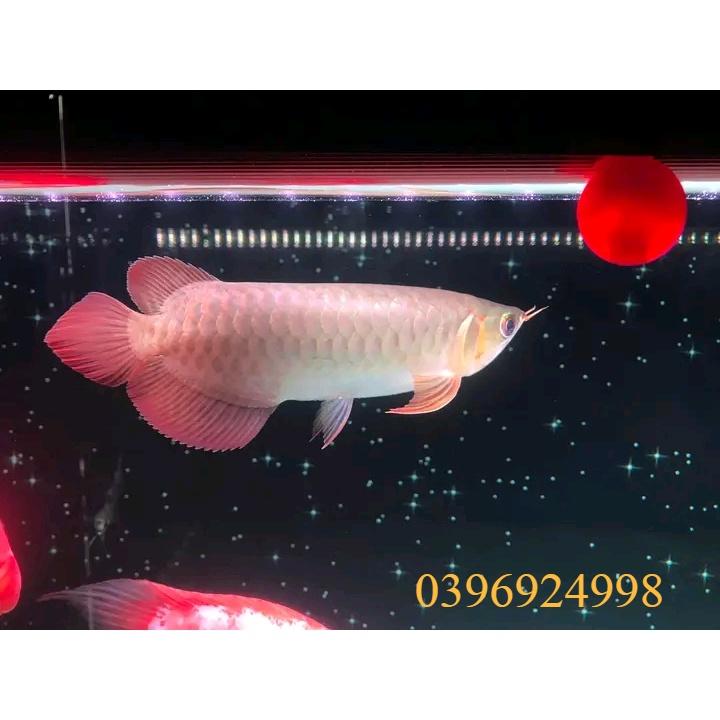 Tranh dán bể cá - Tranh 3D cho bể cá rồng - thủy sinh - Ngôi sao lấp lánh - Siêu đẹp